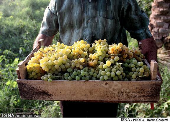برداشت 1800 تن انگور از تاکستان های ایذه
