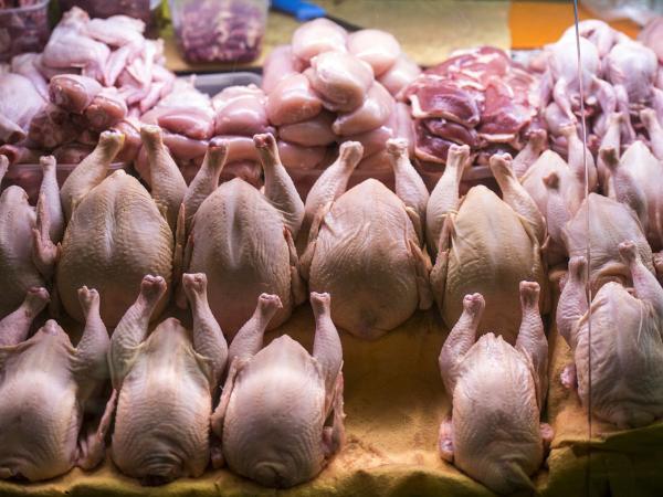 کاهش قیمت مرغ، تخم مرغ و گوشت در آذرماه