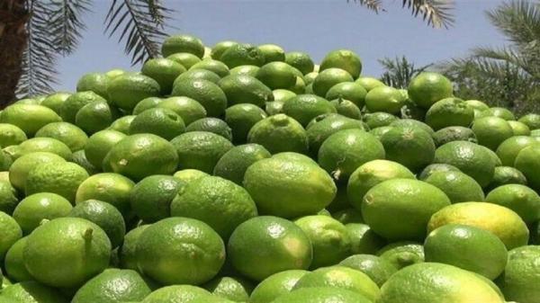 افزون بر 7 هزار تن لیمو ترش در سیستان و بلوچستان برداشت شد